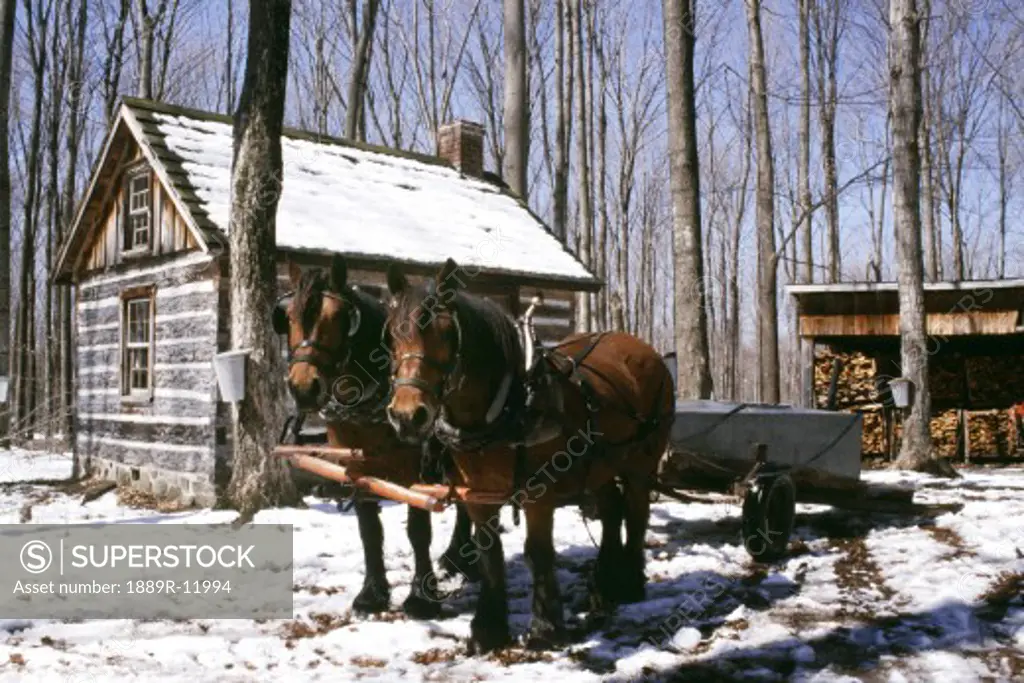 Horse drawn wagon and sugar house in sugar woods