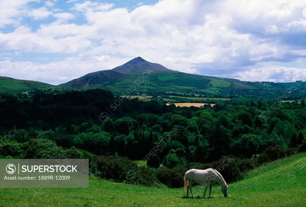 White horse, Sugarloaf Mountain, Co Wicklow, Ireland