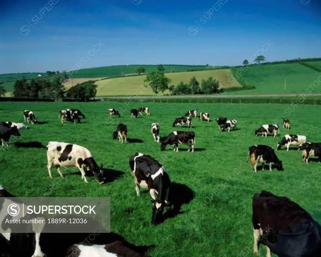 Holstein-Friesian dairy cows, Co Down, Ireland
