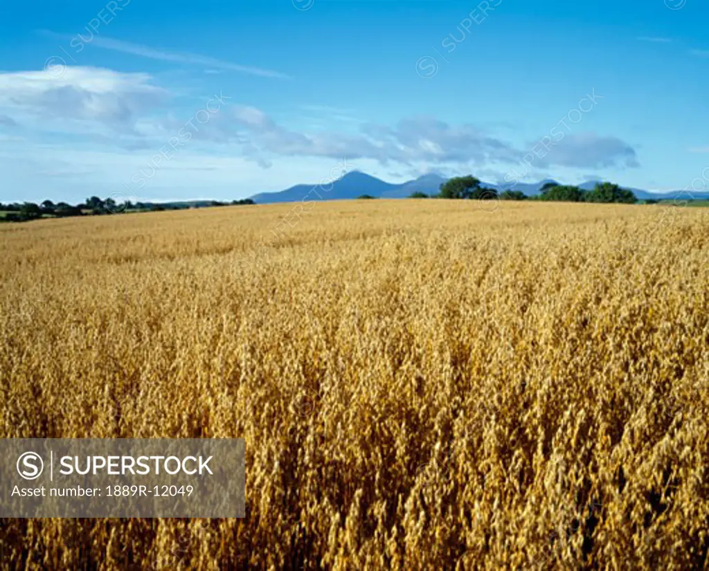 Barley field, Mourne Mountains, Co Down, Ireland