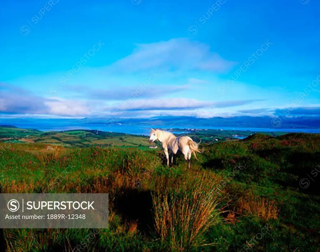 Wild horse, Bantry Bay, Co Kerry, Ireland