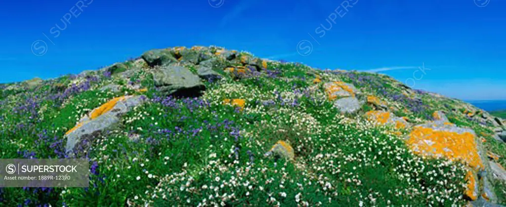 Rocks and wildflowers, Saltee Islands, Co Wexford, Ireland