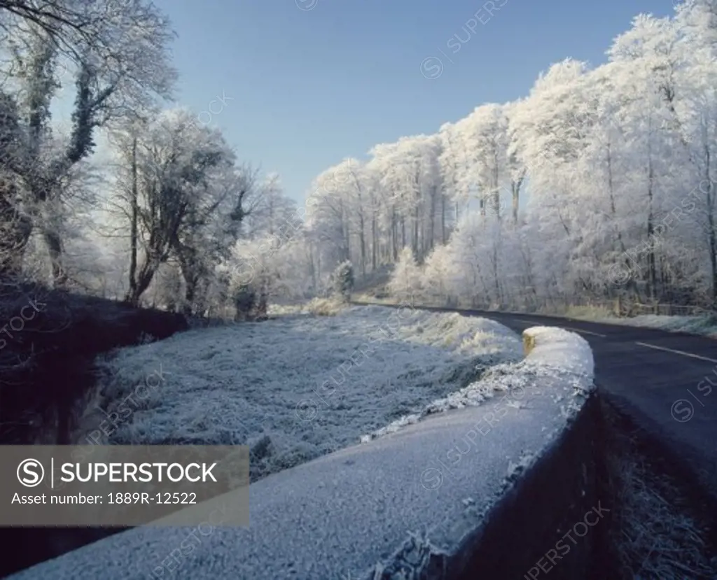 Winter scene, Minnowburn Beeches, Belfast, Ireland