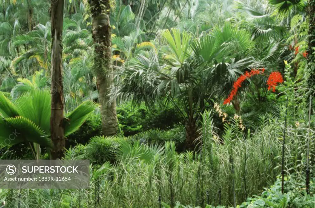 Tropical forest, Singapore Botanic Gardens  