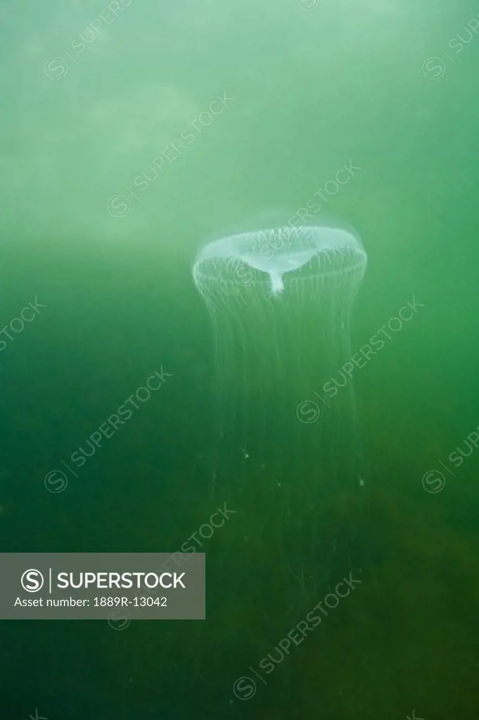 Aequoria Jellyfish (Scyphozoa)
