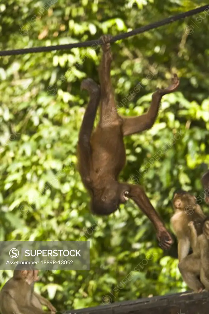Oranguatan hanging upside down