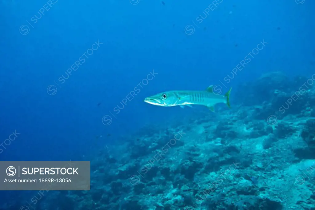 Barracuda, Sipadan Island, Sabah, Malaysian Borneo, Malaysia, Southeast Asia  