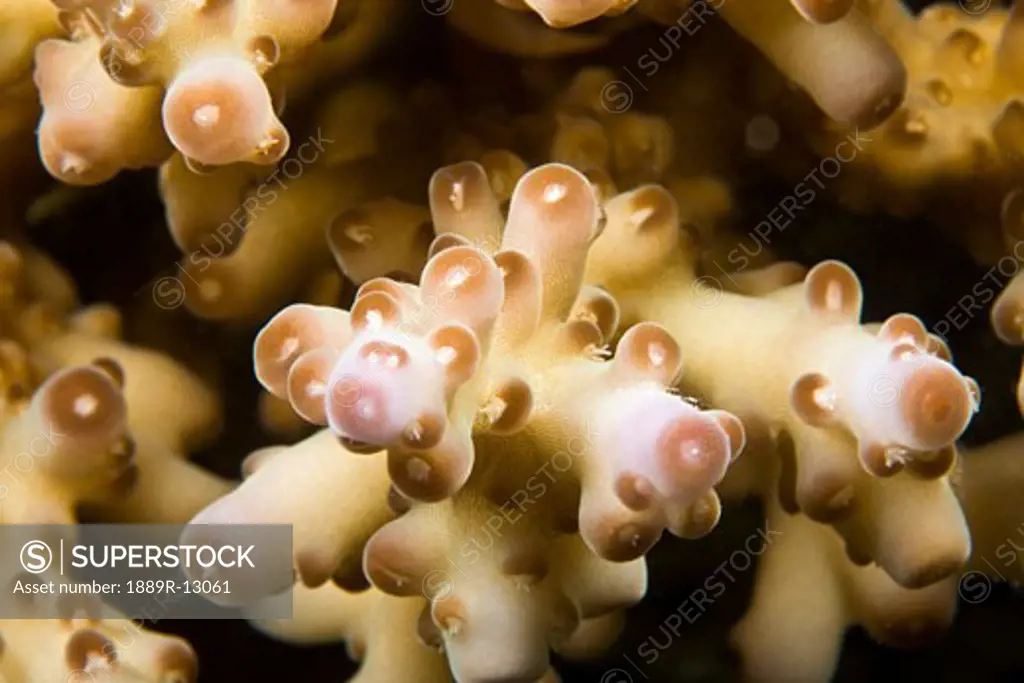 Macro view of hard coral