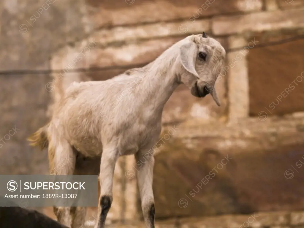 Young goat, Varanasi, India