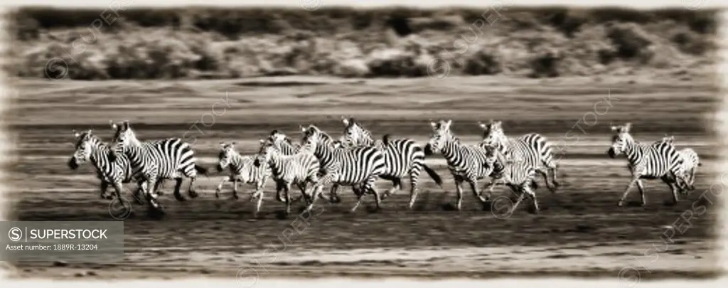 Running Zebras, Serengeti National Park, Tanzania, Africa