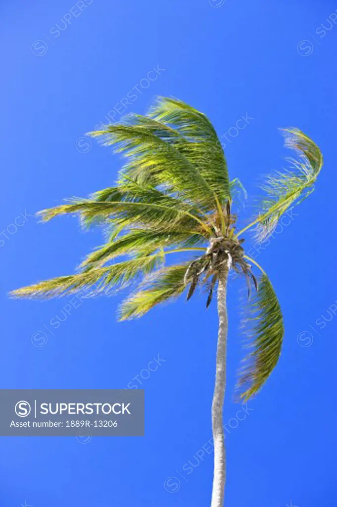 Palm tree against clear blue sky