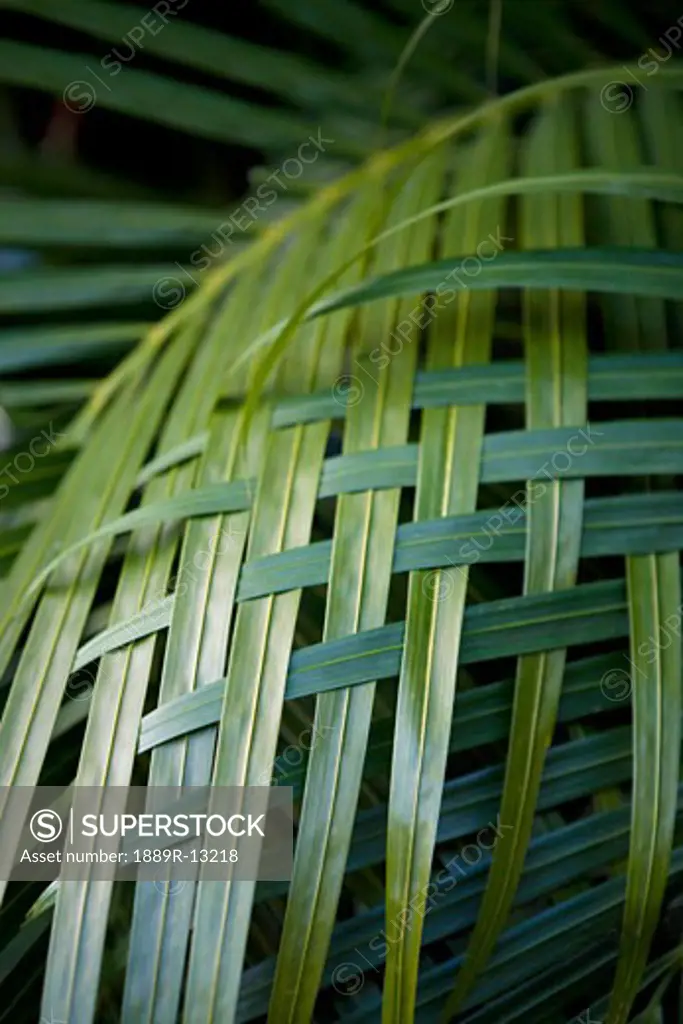 Palm leaves woven together