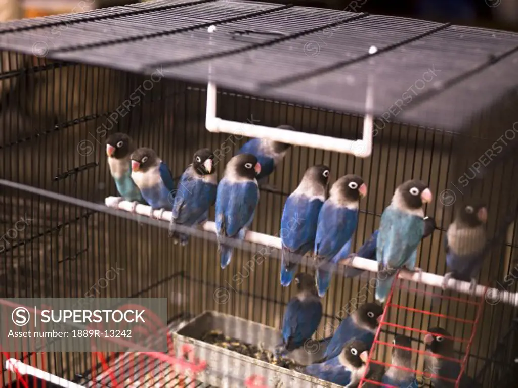 Parakeets in cage