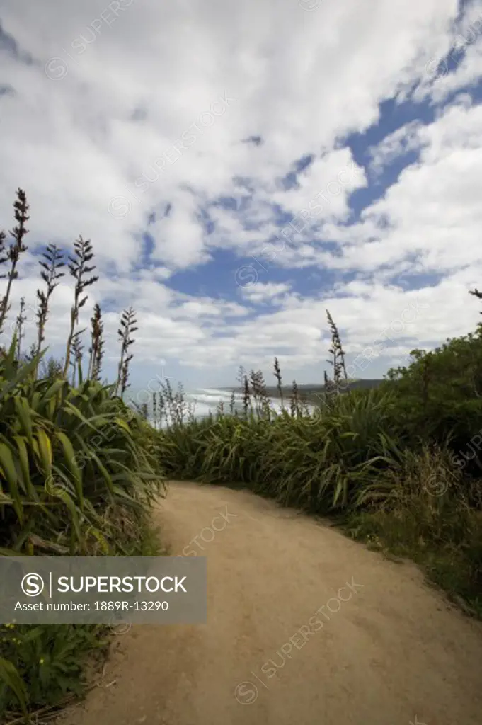 Flax growing alongside a pathway, Muriwai beach, New Zealand