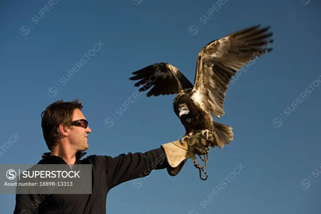 A male falconer with an Egyptian vulture (Neophron percnopterus)