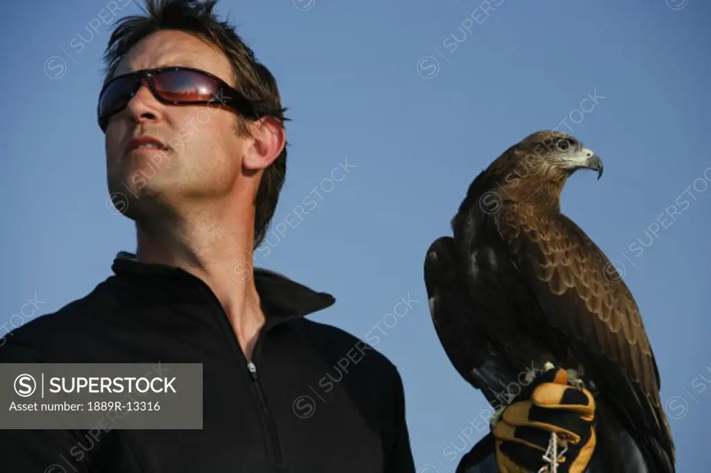 A Black Kite bird (Milvus migrans)and a falconer