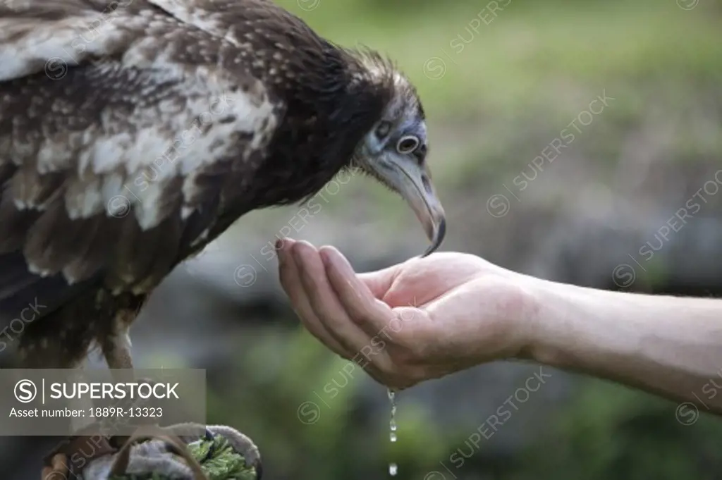 Egyptian vulture (Neophron percnopterus) drinking from man's hand