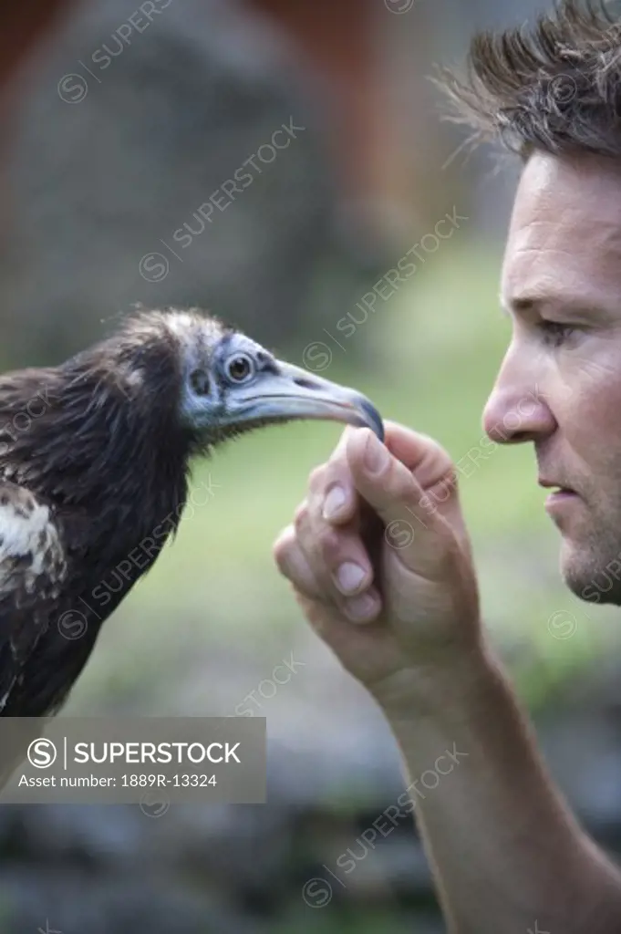 Man and Egyptian vulture (Neophron percnopterus), Pokhara, Nepal