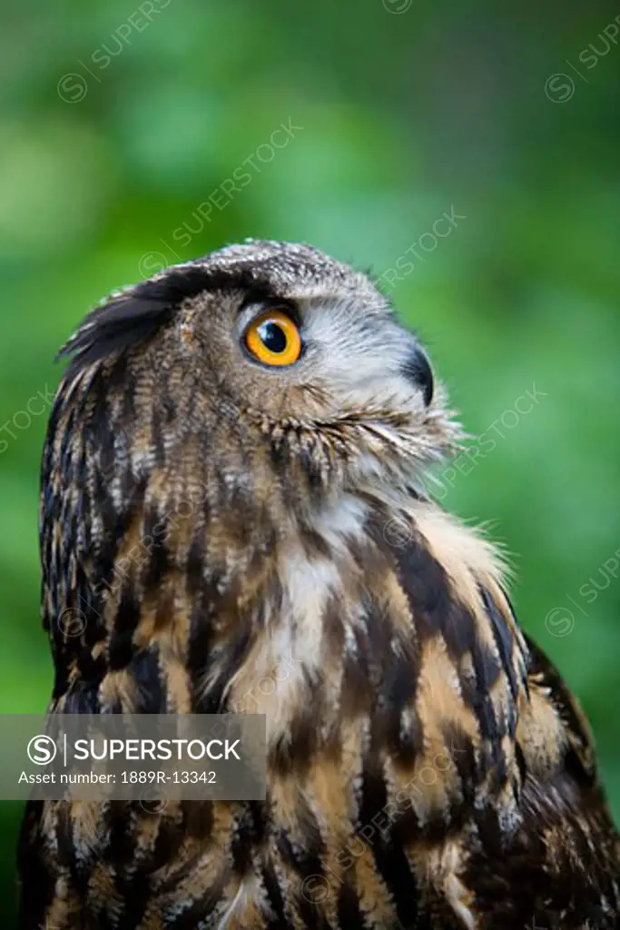 Great Horned owl (Bubo virginianus)