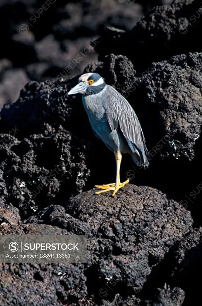 Yellow-Crowned Night Heron on rock