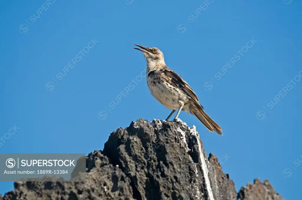 Hood Mockingbird on rock
