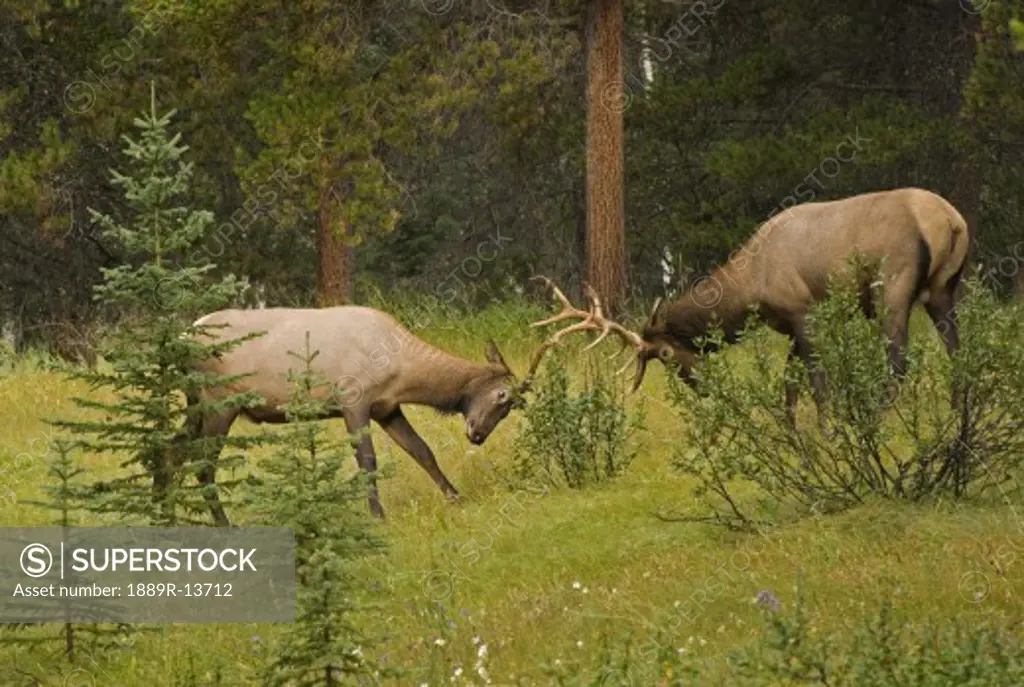 Bull elk fighting, Banff National Park, Banff, Alberta, Canada