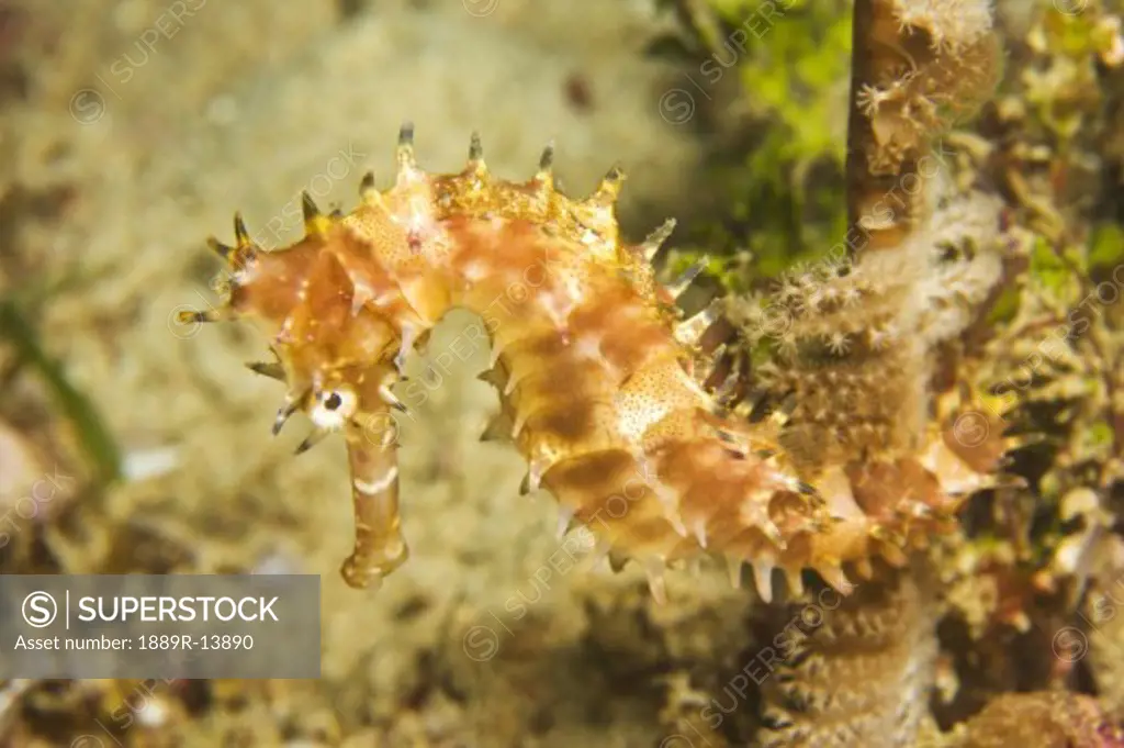 Mindoro, Puerto Galera, Philippines, Southeast Asia; Thorny Seahorse (Hippocampus hystrix)  