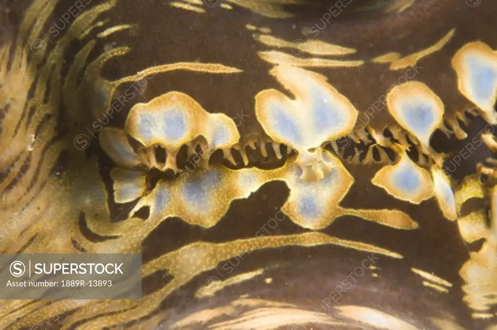 Puerto Galera, Philippines, Southeast Asia; Giant clam (Tridacna gigas) mantle  