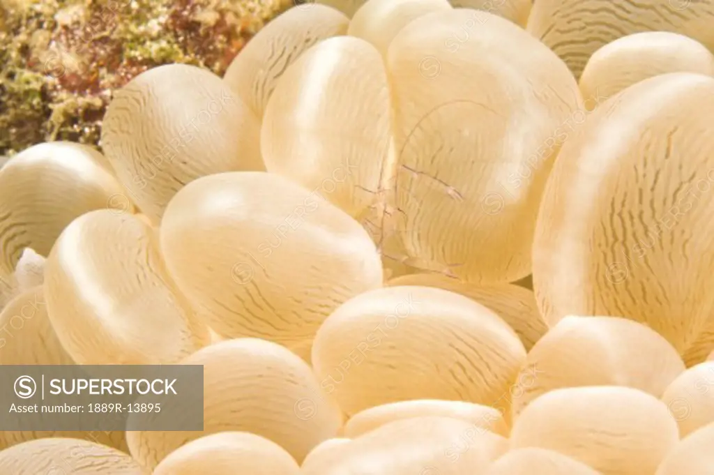 Cleaning shrimp in bubble coral, Puerto Galera, Philippines, Southeast Asia  