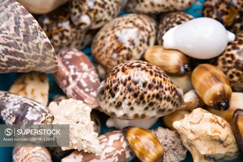 Sea shells, Verde Island, Puerto Galera, Philippines, Southeast Asia  