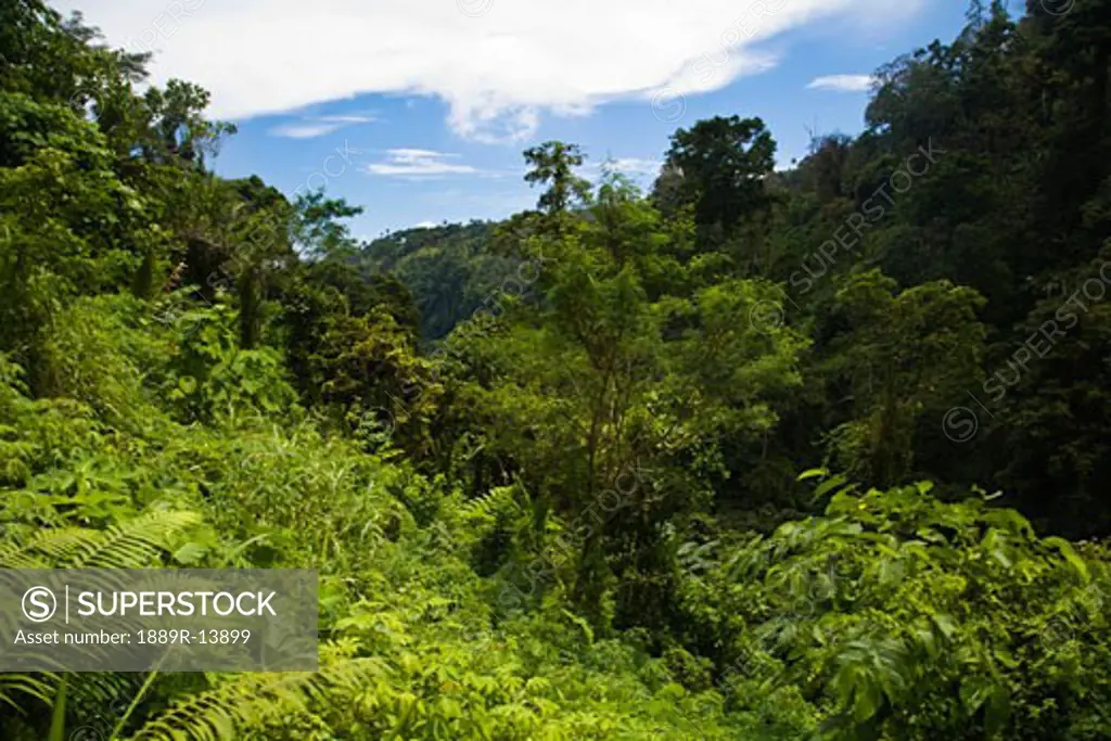 Valencia, Dumaguete, Negros Oriental Island, Philippines, Southeast Asia; Lush vegetation  