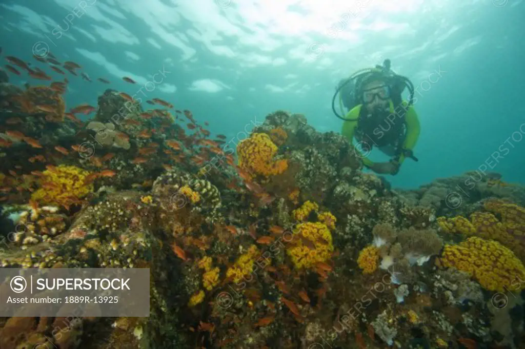 Verde Island near Puerto Galera, Philippines, Southeast Asia; Scuba diver