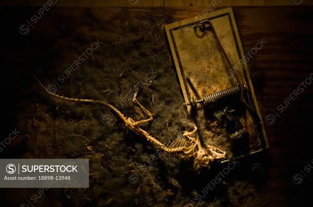 Skeleton of mouse caught in spring mouse trap  