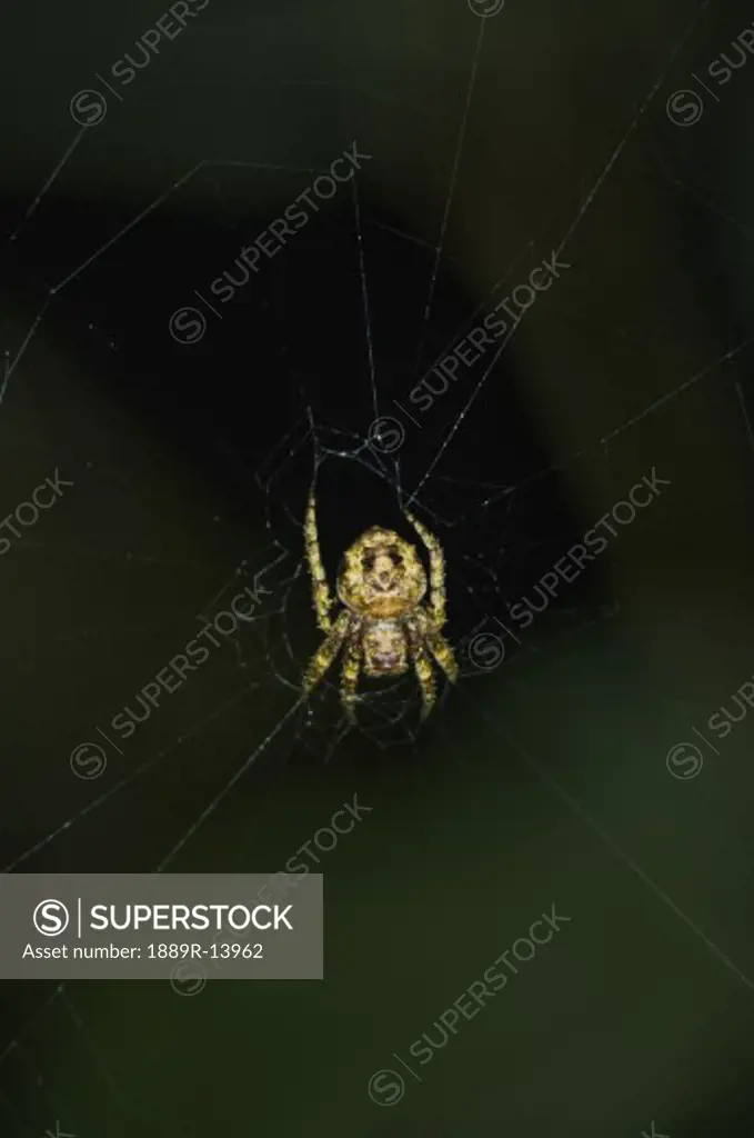 Orb spider in web