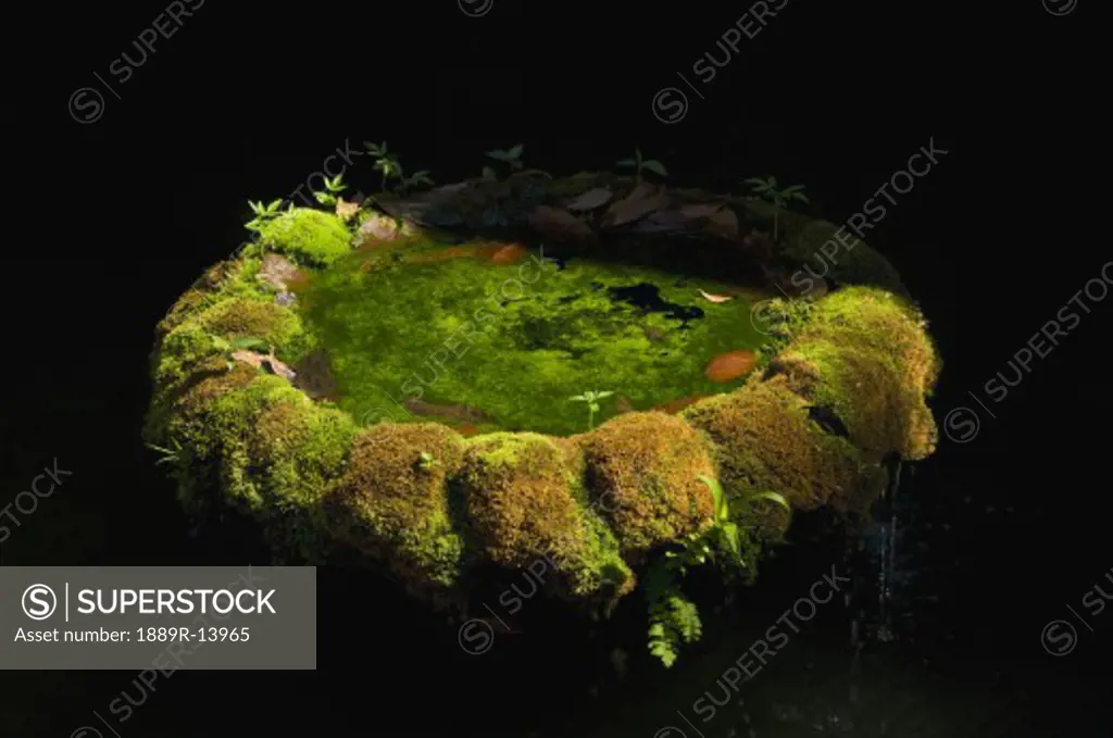Moss covered bird and frog bath  