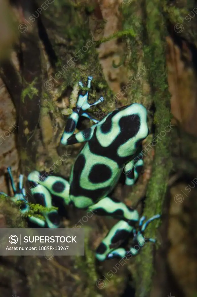 Green and Black Poison Dart Frog (Dendrobates auratus)  