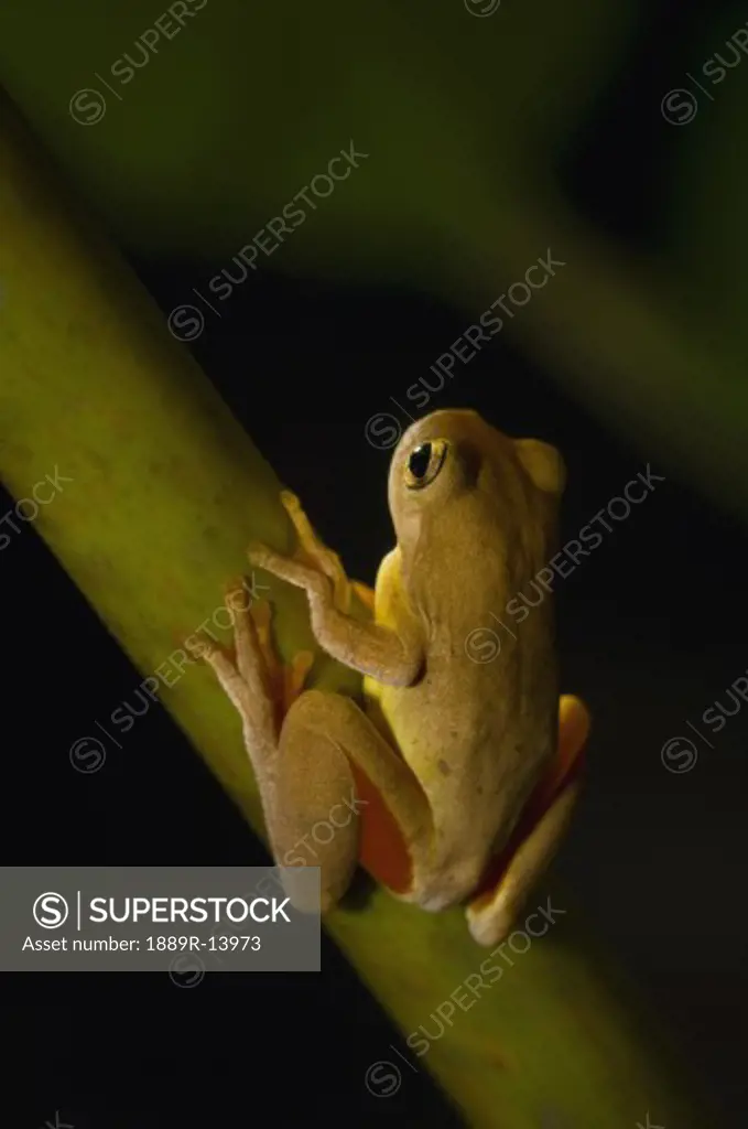 Swamp Frog (imnonectes Leytensis)  