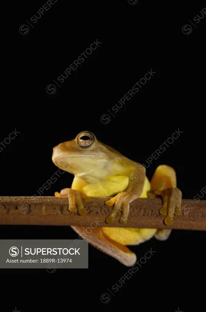 Swamp frog (Limnonectes leytensis)