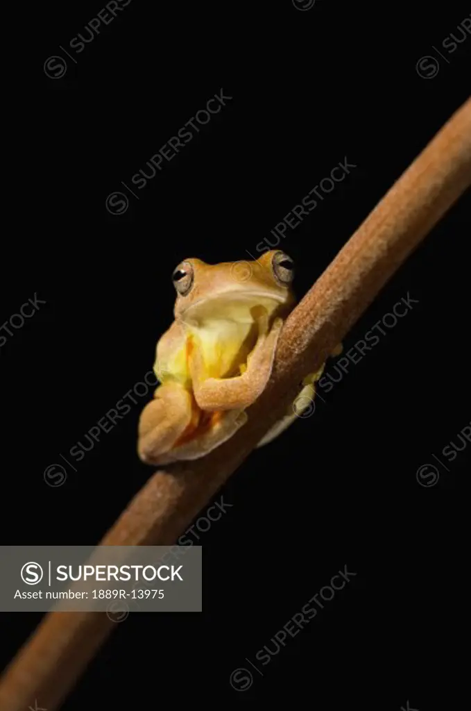 Swamp frog (Limnonectes Leytensis)