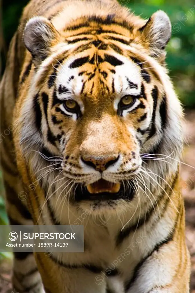 Tiger, Indianapolis Zoo, Indianapolis, USA