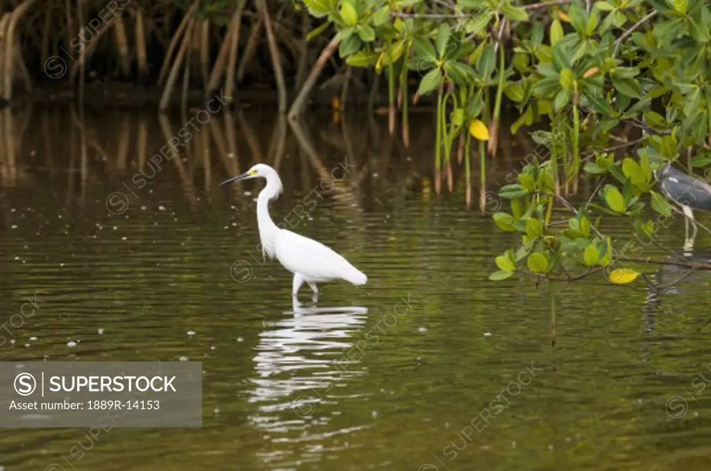 Egret, Ding Darling National Wildlife Refuge, Sanibel Island, Florida, USA  