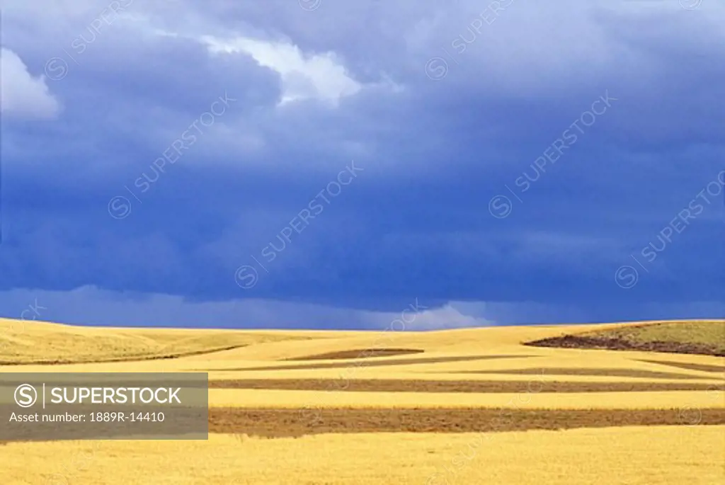 Wheat fields near Hermiston, Oregon, USA