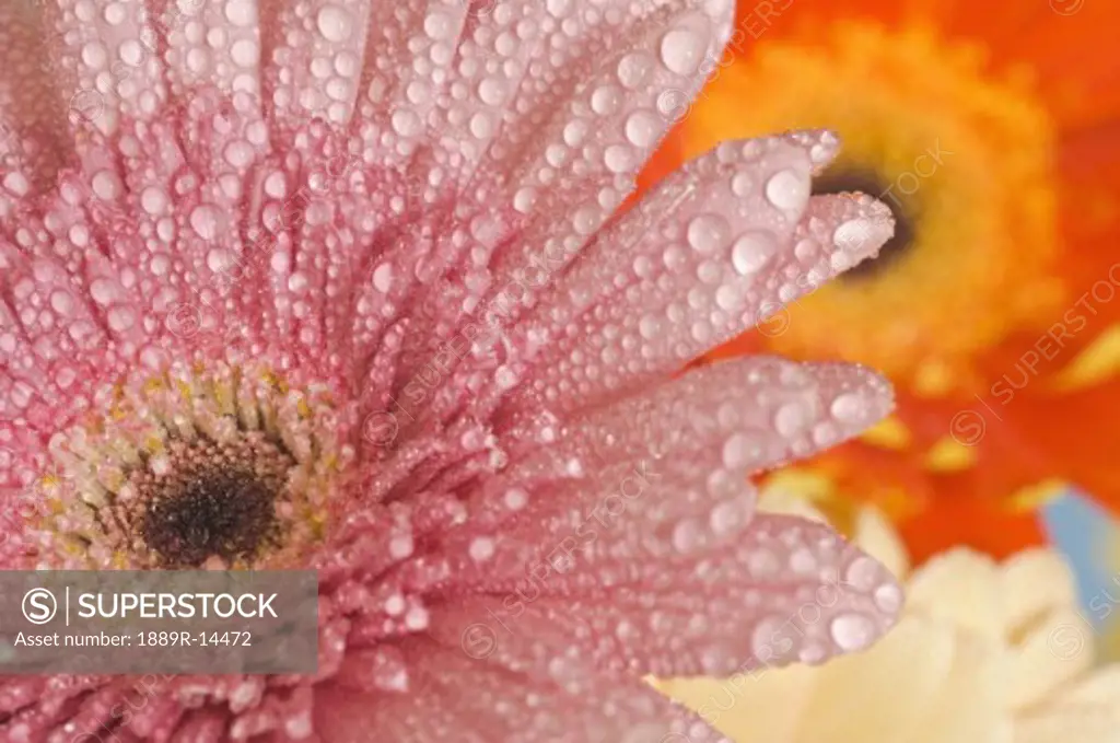 Dewdrops on Gerber daisies  