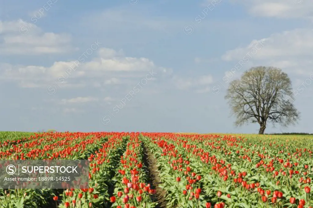 Field of tulips, Wooden Shoe Tulip Farm, Oregon, USA  