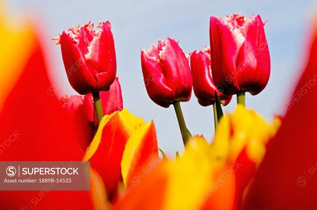 Red tulips, Wooden Shoe Tulip Farm, Oregon, USA