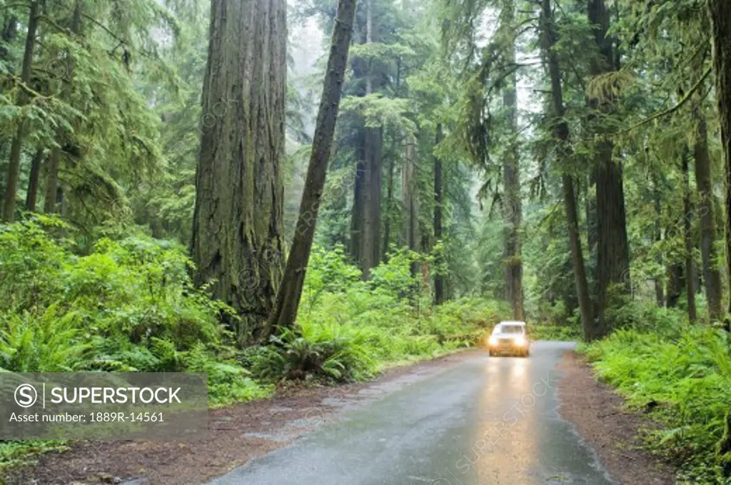 Redwood Forest, Jedediah Smith Redwoods State Park, California, USA  
