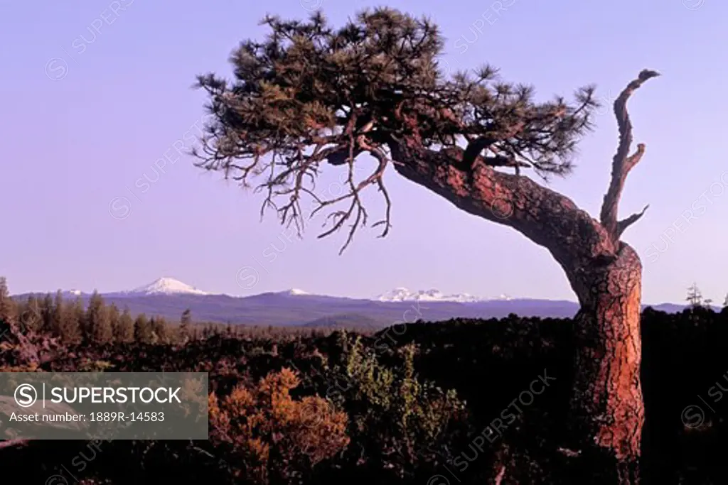Three Sisters and pine tree from Lava Butte, Oregon, USA  