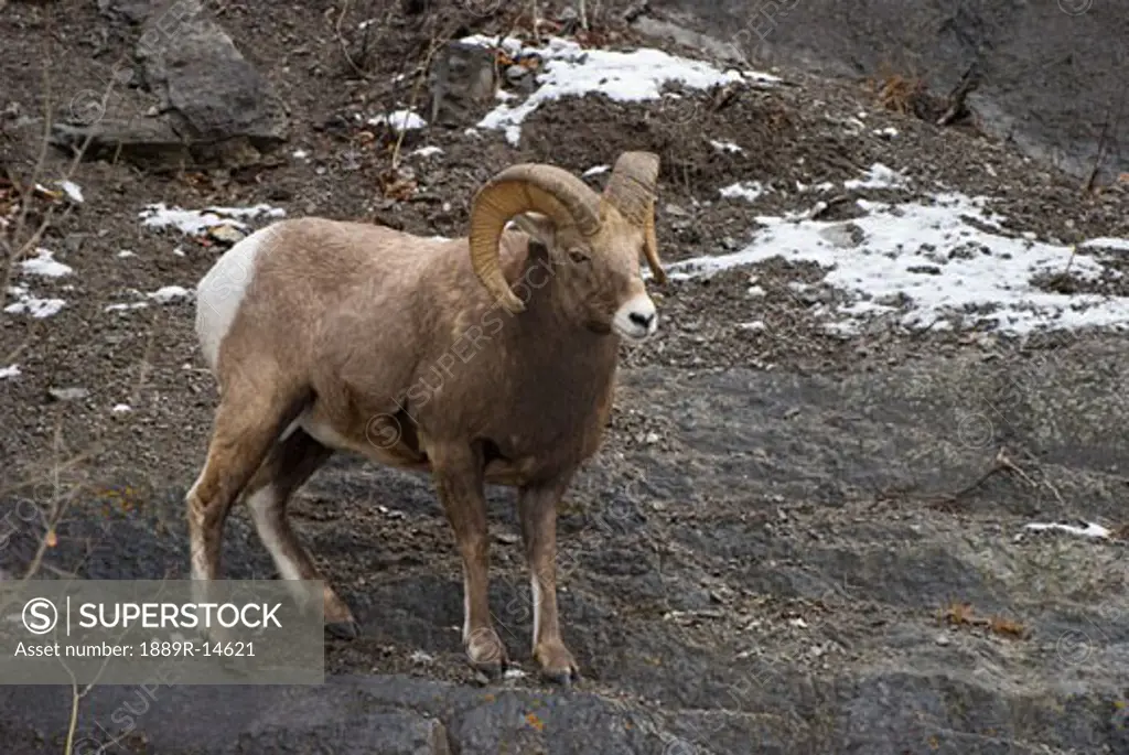 Bighorn sheep (Ovis canadensis)  