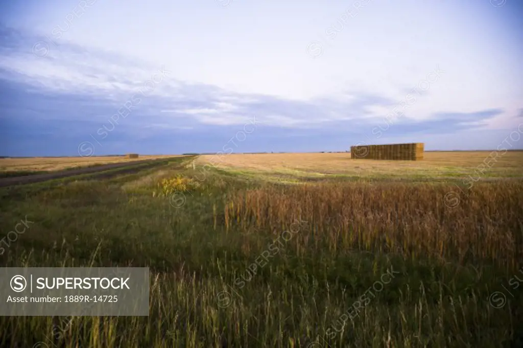Wheat field, Manitoba, Canada