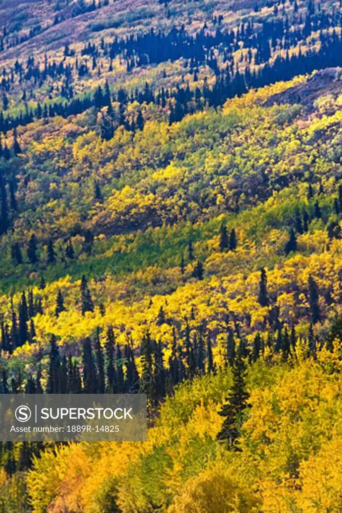 Autumn countryside, Yukon Territories, Canada